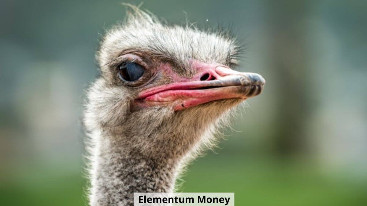money-ostrich